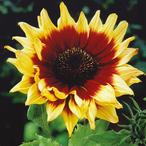 Magic roundabout sunflower height